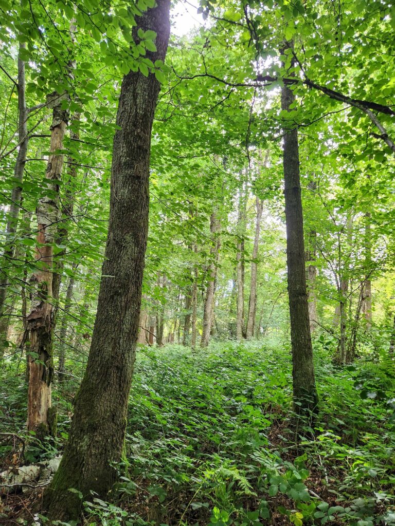 Sous-bois de feuillu, commune de Mainsat, Groupement Forestier Citoyen Écologique Tardes et Rozeille