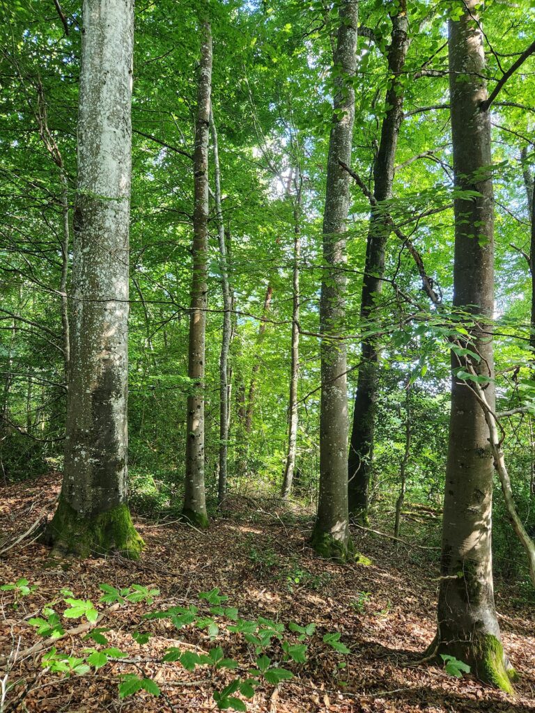 Sous-bois de hêtres, commune de Mainsat, Groupement Forestier Citoyen Écologique Tardes et Rozeille