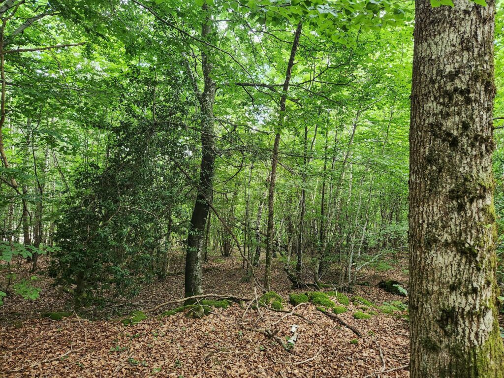 Jeunes arbres feuillus, commune de Mainsat, Groupement Forestier Citoyen Écologique Tardes et Rozeille