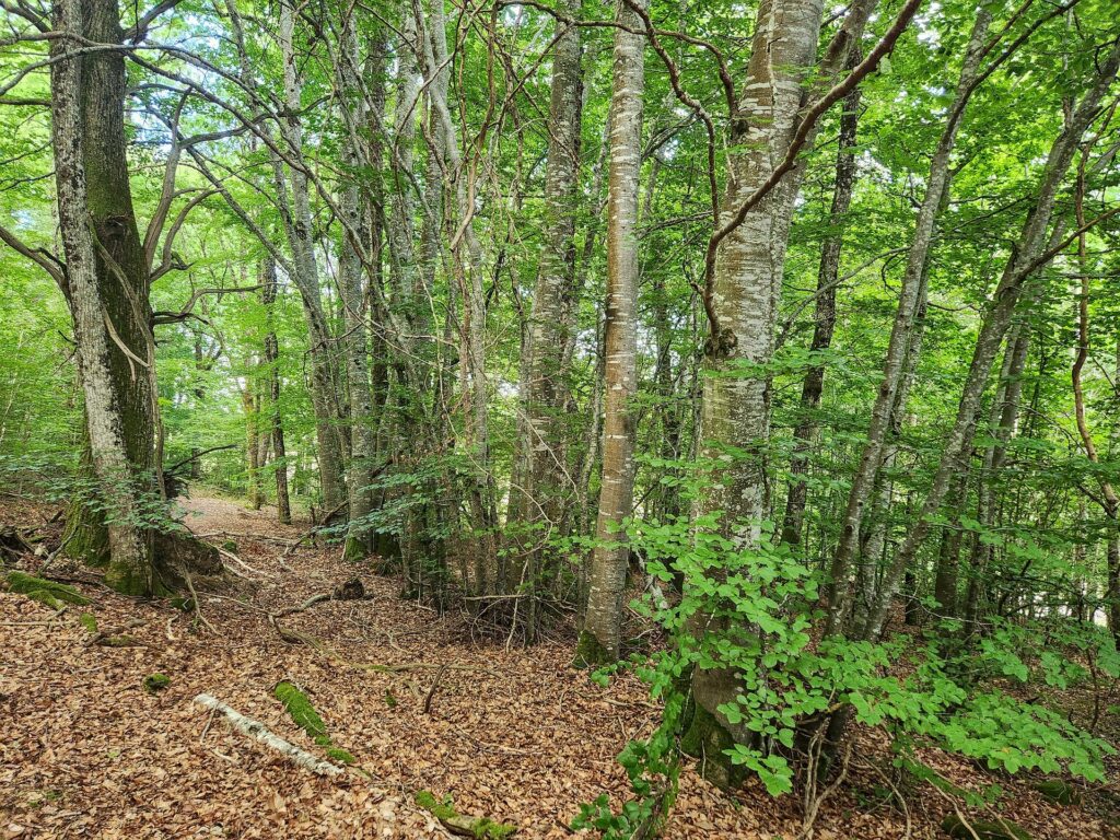 Sous-bois de feuillus, commune de Mainsat, Groupement Forestier Citoyen Écologique Tardes et Rozeille