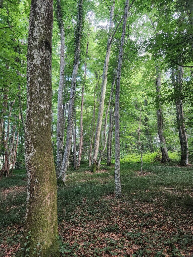 Sous-bois de feuillu tapissé de pervenches, commune de Mainsat, Groupement Forestier Citoyen Écologique Tardes et Rozeille