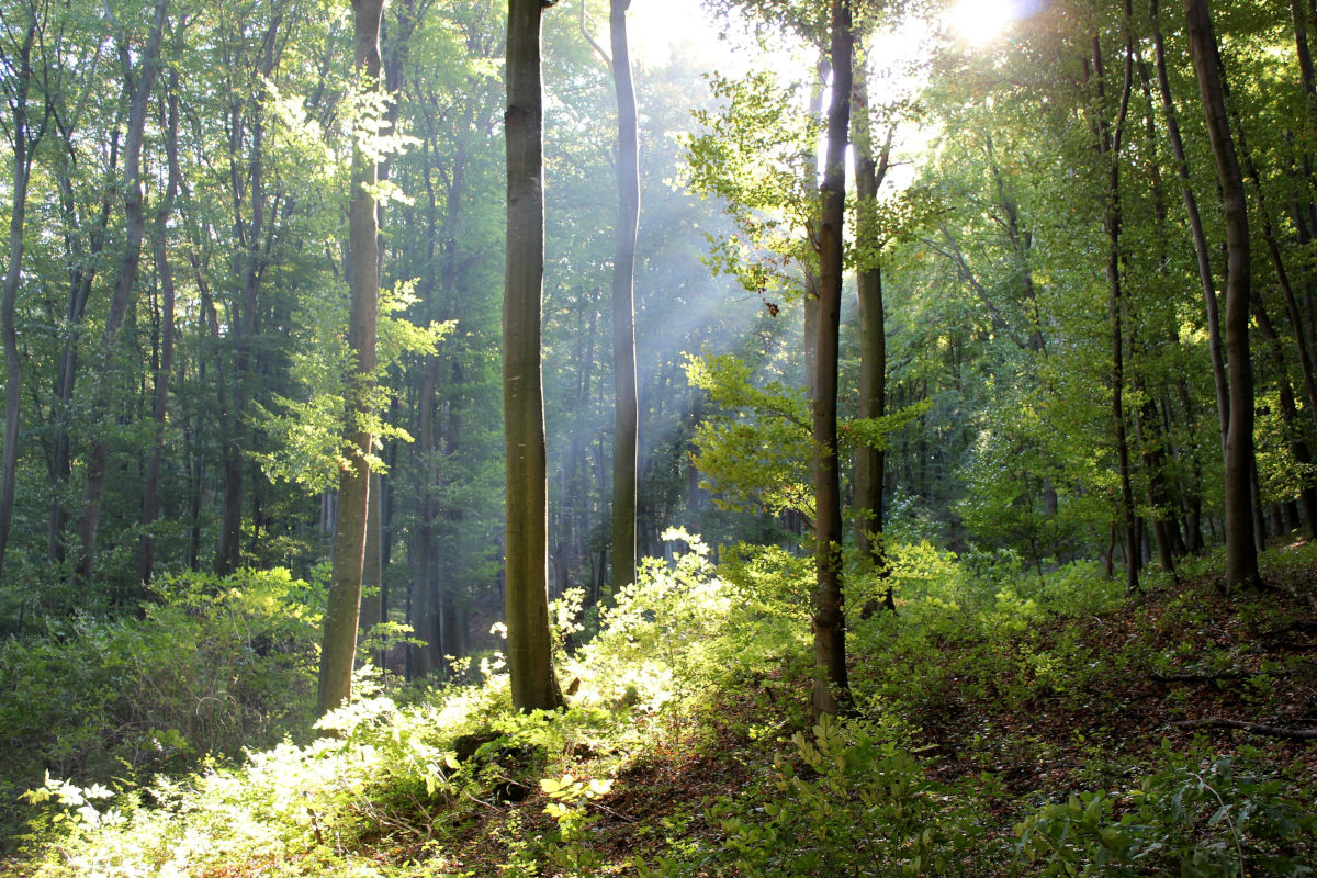 Qu’est-ce qu’un Groupement Forestier Citoyen Ecologique ?