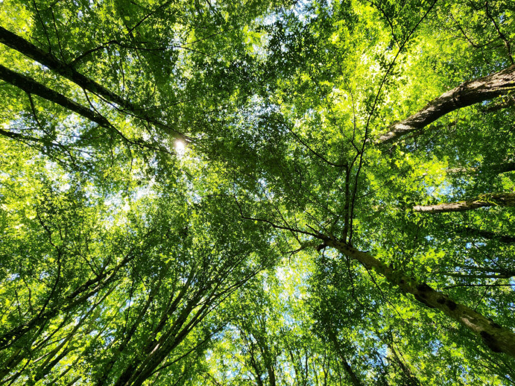 La forêt gérée par un GFCE ne fait l'objet d'aucune coupe rase