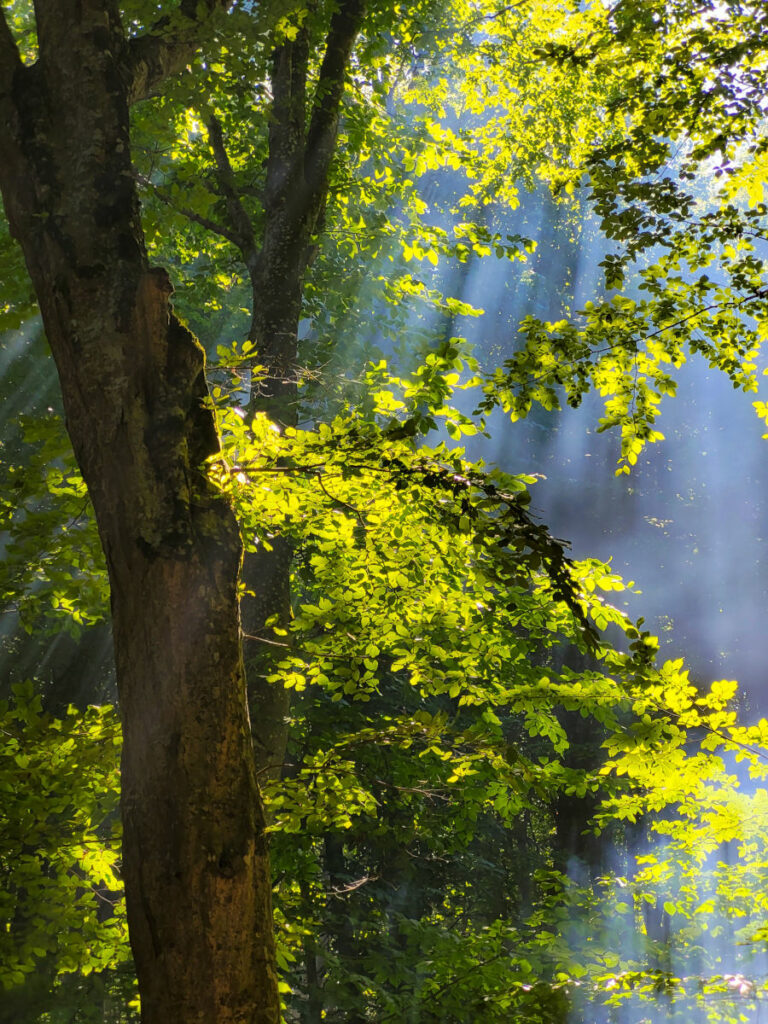 Une forêt gérée en SMCC