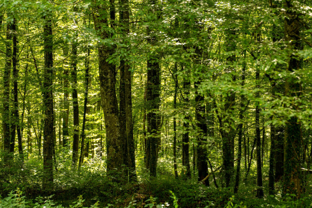 La sylviculture mélangée à couvert continu vise à augmenter la biodiversité